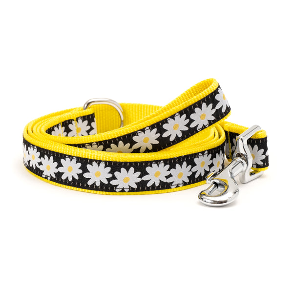 Lazy Daisy Lead