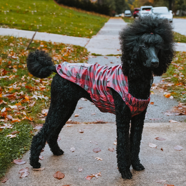 London Raincoat for Dogs