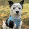 Choke-Free Step-In Dog Harness – Breathable Mesh & Secure Fit (Solid)