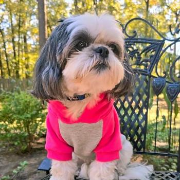 Color-Block Hoodie - Pink on Gray