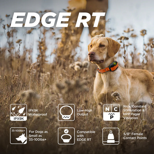 Dogtra EDGE RT Additional E-Collar Receiver | For Multi-Dog Training - Orange