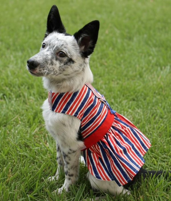 Dog Harness Dress & Leash Set – Patriotic Stars & Stripes