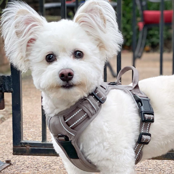 No-Pull Dog Harness – Dual Clip Control (Durable Canvas)