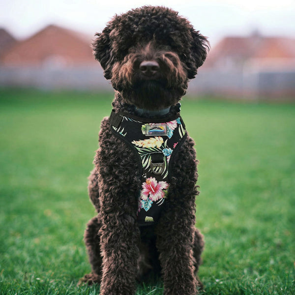 Adjustable Choke-Free Step-In Dog Harness – Easy Snap Fit