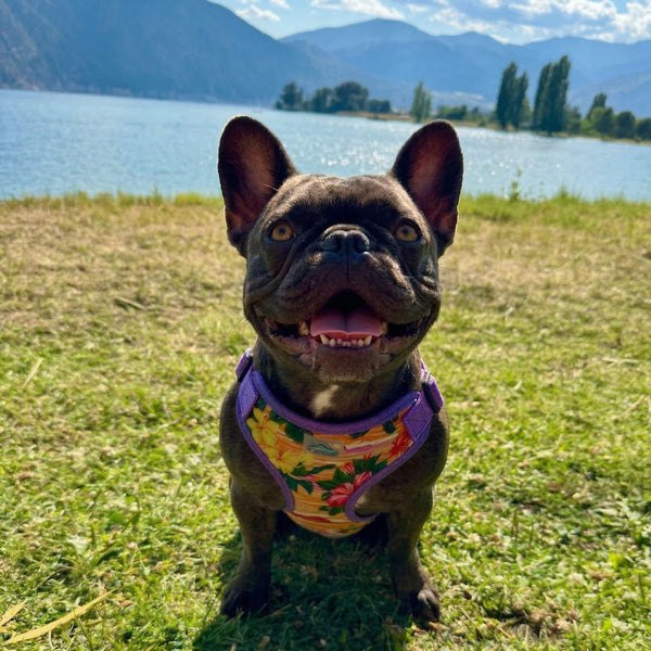 Adjustable Choke-Free Step-In Dog Harness – Easy Snap Fit