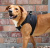 Choke-Free Step-In Dog Harness – Breathable Mesh & Secure Fit (Solid)
