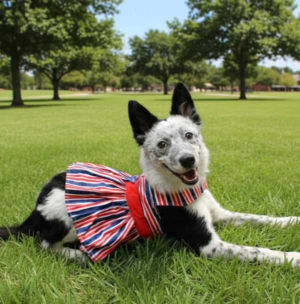Dog Harness Dress & Leash Set – Patriotic Stars & Stripes