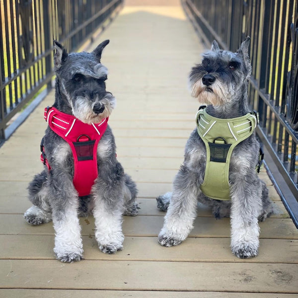 No-Pull Dog Harness – Dual Clip Control (Durable Canvas)