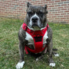 No-Pull Dog Harness – Dual Clip Control (Durable Canvas)