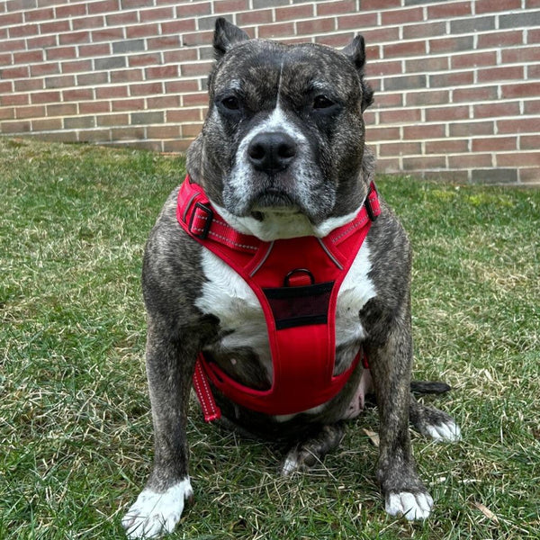 No-Pull Dog Harness – Dual Clip Control (Durable Canvas)